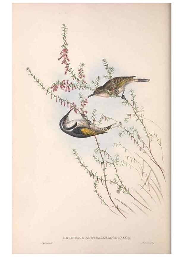 Reproducción/Reproduction 36781018912: The birds of Australia.. London,Printed by R. and J. E. Taylor; pub. by the author,[1840]-48.