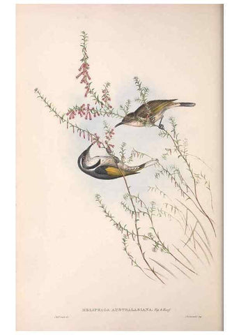 Reproducción/Reproduction 36781018912: The birds of Australia.. London,Printed by R. and J. E. Taylor; pub. by the author,[1840]-48.