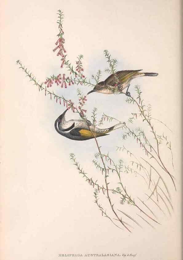 Reproducción/Reproduction 36781018912: The birds of Australia.. London,Printed by R. and J. E. Taylor; pub. by the author,[1840]-48.