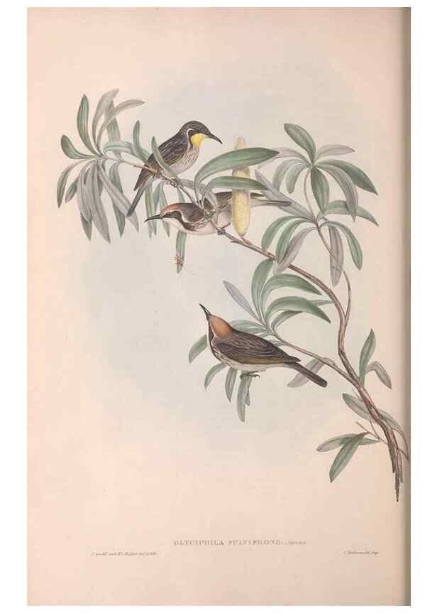 Reproducción/Reproduction 36781020602: The birds of Australia.. London,Printed by R. and J. E. Taylor; pub. by the author,[1840]-48.