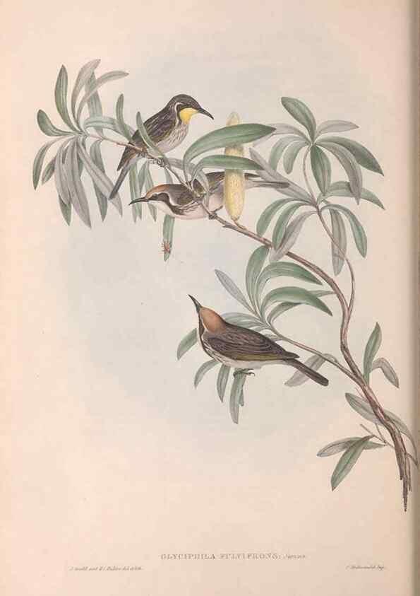 Reproducción/Reproduction 36781020602: The birds of Australia.. London,Printed by R. and J. E. Taylor; pub. by the author,[1840]-48.
