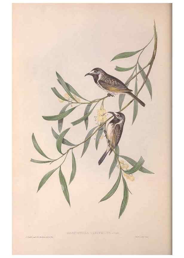 Reproducción/Reproduction 36781022072: The birds of Australia.. London,Printed by R. and J. E. Taylor; pub. by the author,[1840]-48.