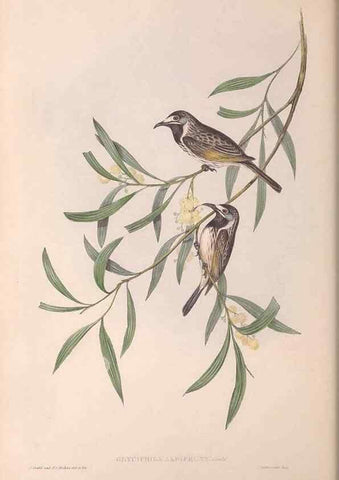 Reproducción/Reproduction 36781022072: The birds of Australia.. London,Printed by R. and J. E. Taylor; pub. by the author,[1840]-48.