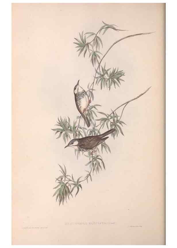 Reproducción/Reproduction 36781023392: The birds of Australia.. London,Printed by R. and J. E. Taylor; pub. by the author,[1840]-48.