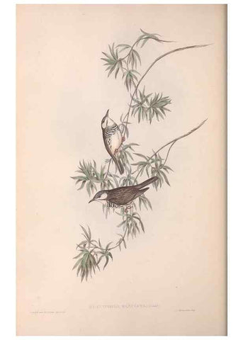 Reproducción/Reproduction 36781023392: The birds of Australia.. London,Printed by R. and J. E. Taylor; pub. by the author,[1840]-48.