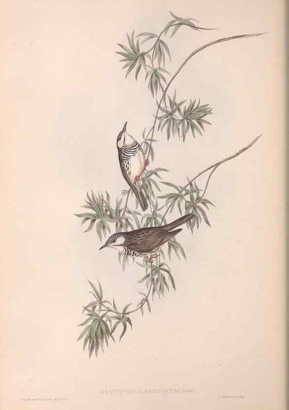 Reproducción/Reproduction 36781023392: The birds of Australia.. London,Printed by R. and J. E. Taylor; pub. by the author,[1840]-48.