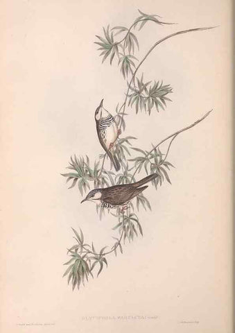 Reproducción/Reproduction 36781023392: The birds of Australia.. London,Printed by R. and J. E. Taylor; pub. by the author,[1840]-48.