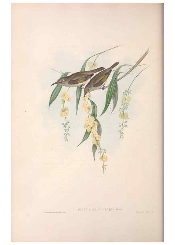 Reproducción/Reproduction 36781024492: The birds of Australia.. London,Printed by R. and J. E. Taylor; pub. by the author,[1840]-48.