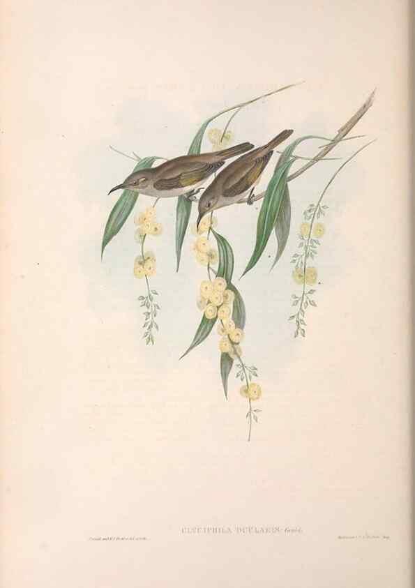 Reproducción/Reproduction 36781024492: The birds of Australia.. London,Printed by R. and J. E. Taylor; pub. by the author,[1840]-48.