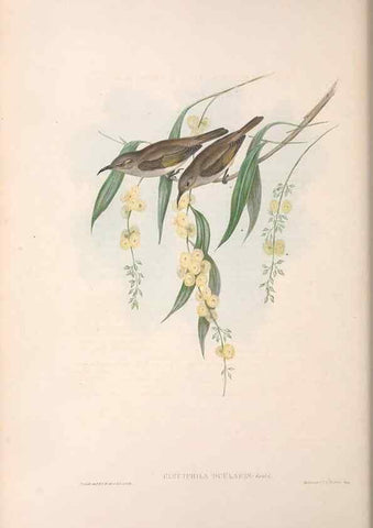 Reproducción/Reproduction 36781024492: The birds of Australia.. London,Printed by R. and J. E. Taylor; pub. by the author,[1840]-48.