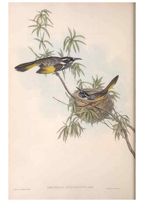Reproducción/Reproduction 36781013822: The birds of Australia.. London,Printed by R. and J. E. Taylor; pub. by the author,[1840]-48.