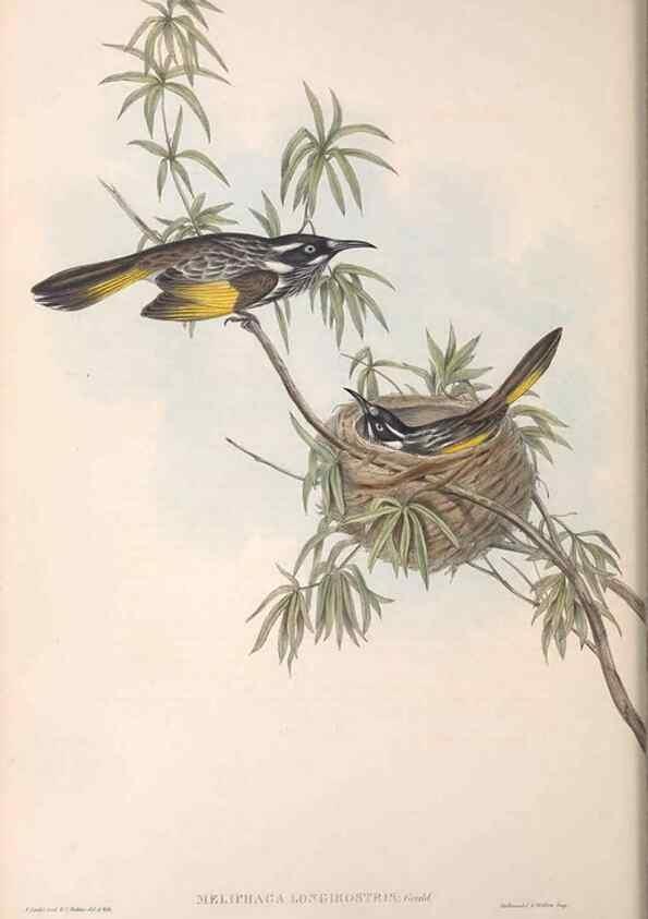 Reproducción/Reproduction 36781013822: The birds of Australia.. London,Printed by R. and J. E. Taylor; pub. by the author,[1840]-48.