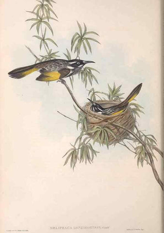 Reproducción/Reproduction 36781013822: The birds of Australia.. London,Printed by R. and J. E. Taylor; pub. by the author,[1840]-48.