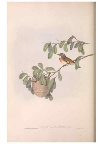 Reproducción/Reproduction 36143720013: The birds of Australia.. London,Printed by R. and J. E. Taylor; pub. by the author,[1840]-48.