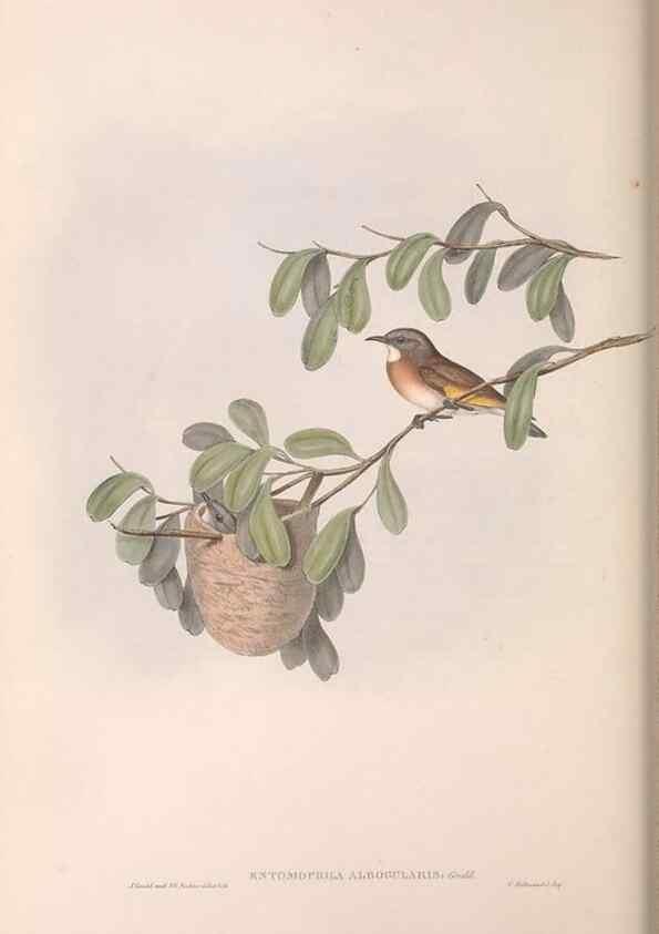 Reproducción/Reproduction 36143720013: The birds of Australia.. London,Printed by R. and J. E. Taylor; pub. by the author,[1840]-48.