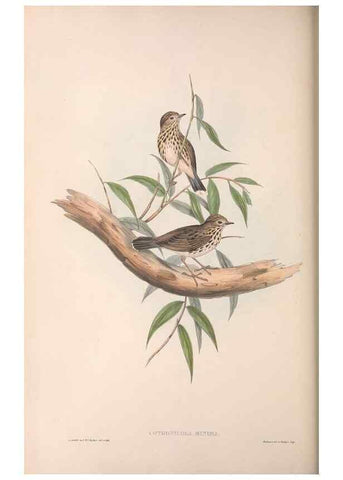 Reproducción/Reproduction 36812298051: The birds of Australia.. London,Printed by R. and J. E. Taylor; pub. by the author,[1840]-48.