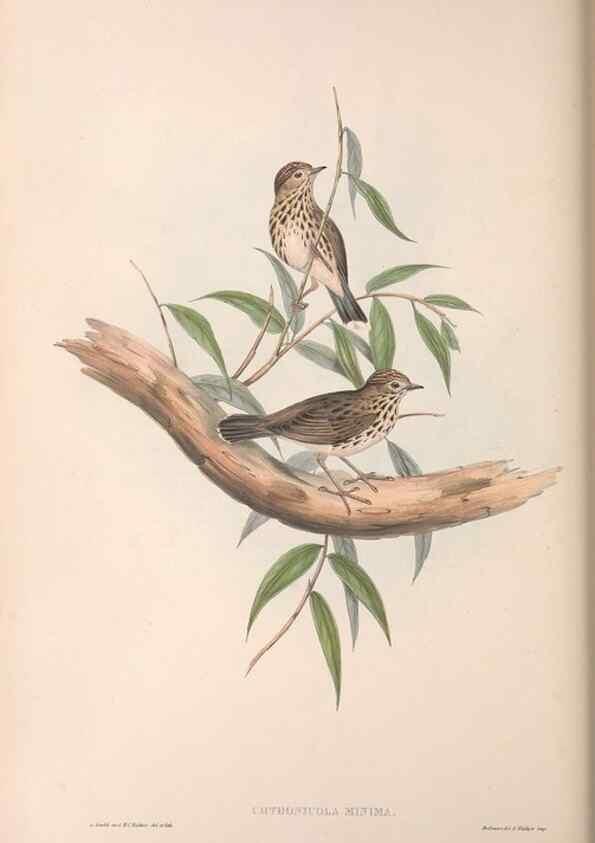 Reproducción/Reproduction 36812298051: The birds of Australia.. London,Printed by R. and J. E. Taylor; pub. by the author,[1840]-48.