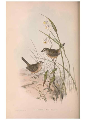 Reproducción/Reproduction 36812292161: The birds of Australia.. London,Printed by R. and J. E. Taylor; pub. by the author,[1840]-48.