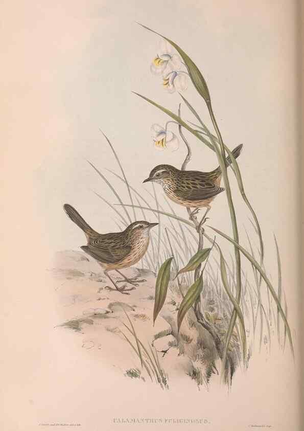 Reproducción/Reproduction 36812292161: The birds of Australia.. London,Printed by R. and J. E. Taylor; pub. by the author,[1840]-48.