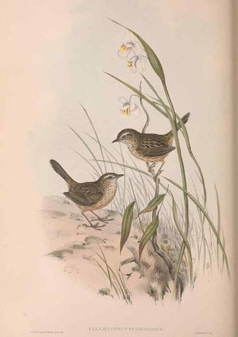 Reproducción/Reproduction 36812292161: The birds of Australia.. London,Printed by R. and J. E. Taylor; pub. by the author,[1840]-48.