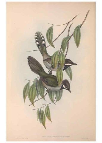 Reproducción/Reproduction 36555546390: The birds of Australia.. London,Printed by R. and J. E. Taylor; pub. by the author,[1840]-48.