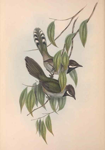 Reproducción/Reproduction 36555546390: The birds of Australia.. London,Printed by R. and J. E. Taylor; pub. by the author,[1840]-48.