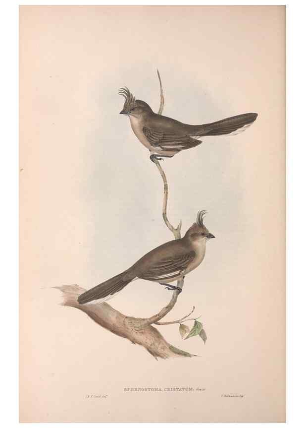 Reproducción/Reproduction 36117286774: The birds of Australia.. London,Printed by R. and J. E. Taylor; pub. by the author,[1840]-48.