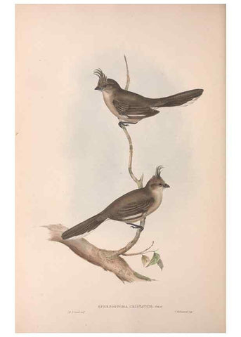 Reproducción/Reproduction 36117286774: The birds of Australia.. London,Printed by R. and J. E. Taylor; pub. by the author,[1840]-48.
