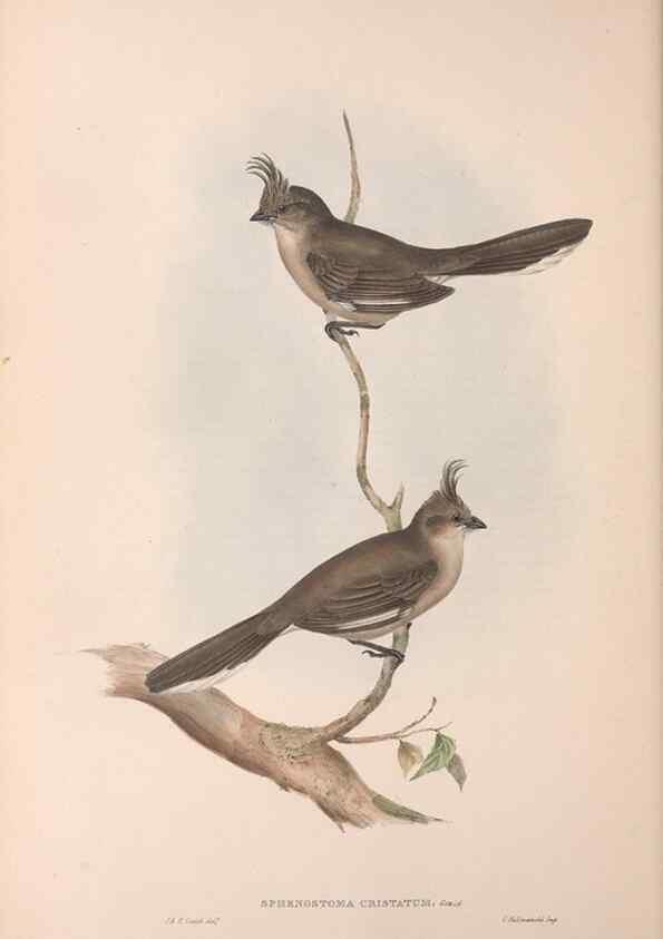 Reproducción/Reproduction 36117286774: The birds of Australia.. London,Printed by R. and J. E. Taylor; pub. by the author,[1840]-48.