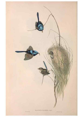 Reproducción/Reproduction 36143390993: The birds of Australia.. London,Printed by R. and J. E. Taylor; pub. by the author,[1840]-48.