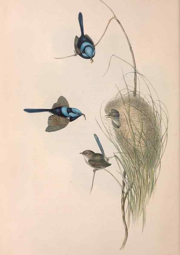 Reproducción/Reproduction 36143390993: The birds of Australia.. London,Printed by R. and J. E. Taylor; pub. by the author,[1840]-48.