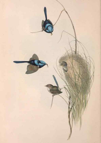 Reproducción/Reproduction 36143390993: The birds of Australia.. London,Printed by R. and J. E. Taylor; pub. by the author,[1840]-48.