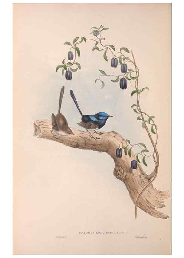 Reproducción/Reproduction 36117292334: The birds of Australia.. London,Printed by R. and J. E. Taylor; pub. by the author,[1840]-48.