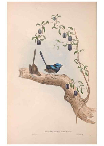 Reproducción/Reproduction 36117292334: The birds of Australia.. London,Printed by R. and J. E. Taylor; pub. by the author,[1840]-48.