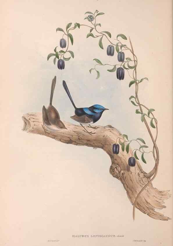 Reproducción/Reproduction 36117292334: The birds of Australia.. London,Printed by R. and J. E. Taylor; pub. by the author,[1840]-48.