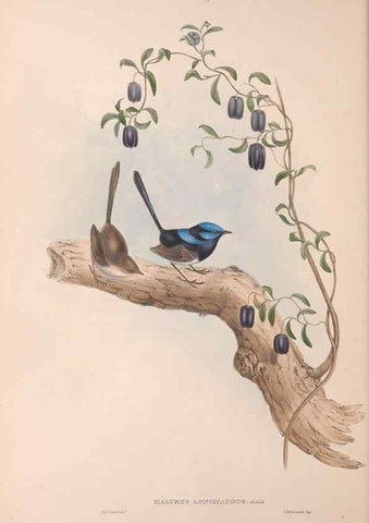Reproducción/Reproduction 36117292334: The birds of Australia.. London,Printed by R. and J. E. Taylor; pub. by the author,[1840]-48.