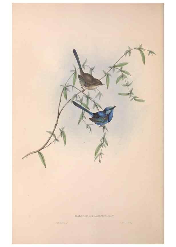 Reproducción/Reproduction 36117294864: The birds of Australia.. London,Printed by R. and J. E. Taylor; pub. by the author,[1840]-48.