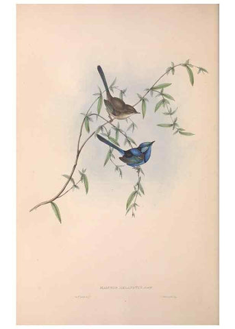 Reproducción/Reproduction 36117294864: The birds of Australia.. London,Printed by R. and J. E. Taylor; pub. by the author,[1840]-48.