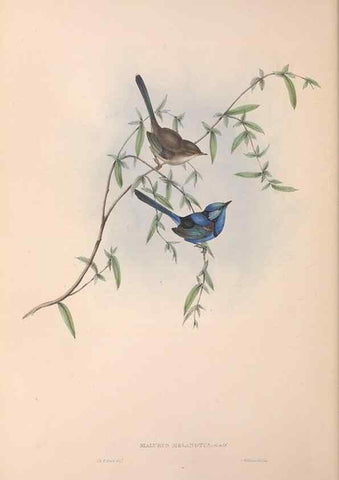Reproducción/Reproduction 36117294864: The birds of Australia.. London,Printed by R. and J. E. Taylor; pub. by the author,[1840]-48.