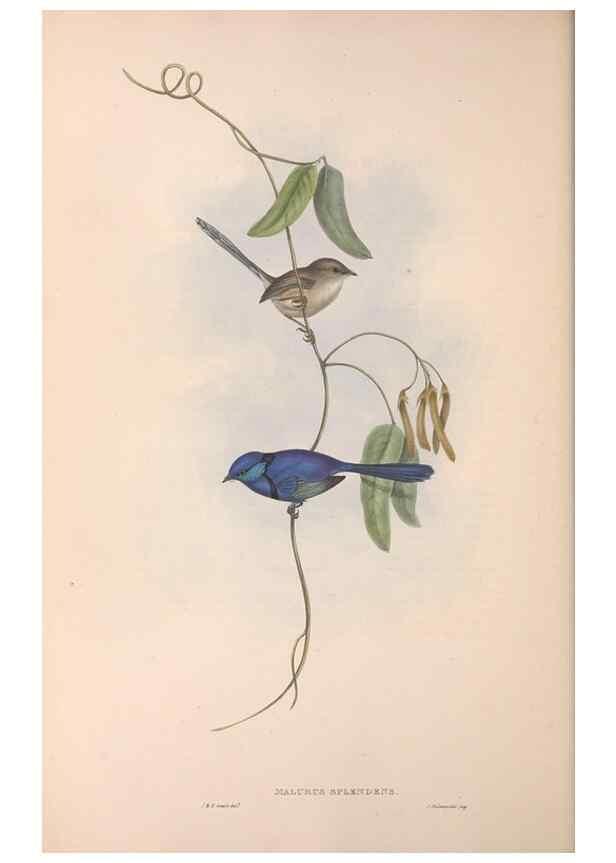 Reproducción/Reproduction 36117296554: The birds of Australia.. London,Printed by R. and J. E. Taylor; pub. by the author,[1840]-48.