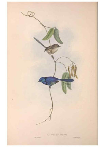 Reproducción/Reproduction 36117296554: The birds of Australia.. London,Printed by R. and J. E. Taylor; pub. by the author,[1840]-48.