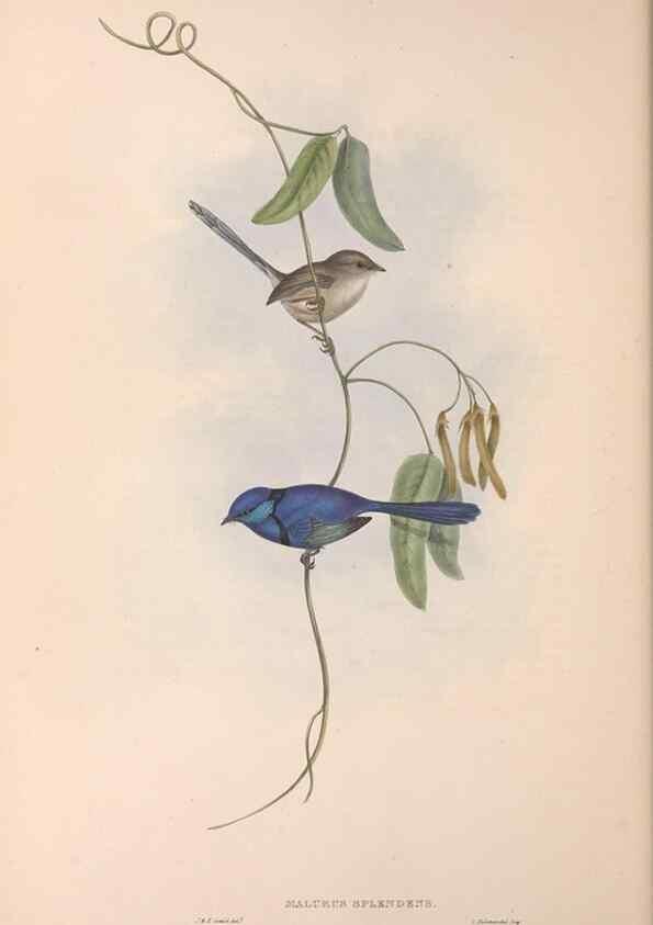 Reproducción/Reproduction 36117296554: The birds of Australia.. London,Printed by R. and J. E. Taylor; pub. by the author,[1840]-48.