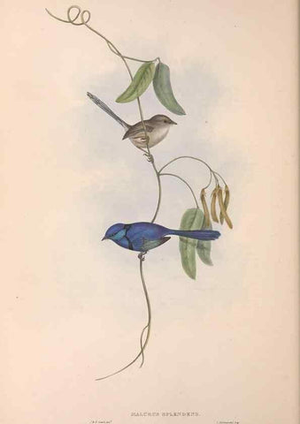 Reproducción/Reproduction 36117296554: The birds of Australia.. London,Printed by R. and J. E. Taylor; pub. by the author,[1840]-48.
