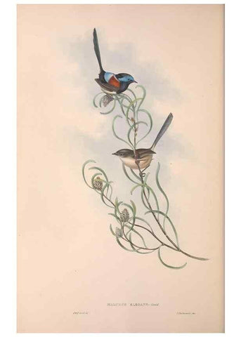 Reproducción/Reproduction 36117297844: The birds of Australia.. London,Printed by R. and J. E. Taylor; pub. by the author,[1840]-48.