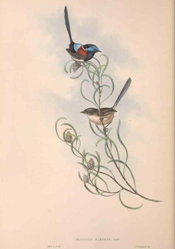 Reproducción/Reproduction 36117297844: The birds of Australia.. London,Printed by R. and J. E. Taylor; pub. by the author,[1840]-48.
