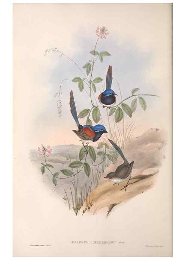 Reproducción/Reproduction 36951865195: The birds of Australia.. London,Printed by R. and J. E. Taylor; pub. by the author,[1840]-48.