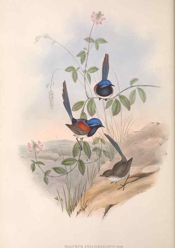 Reproducción/Reproduction 36951865195: The birds of Australia.. London,Printed by R. and J. E. Taylor; pub. by the author,[1840]-48.