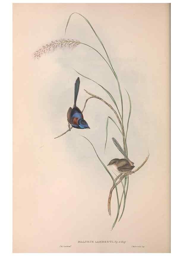 Reproducción/Reproduction 36951867055: The birds of Australia.. London,Printed by R. and J. E. Taylor; pub. by the author,[1840]-48.