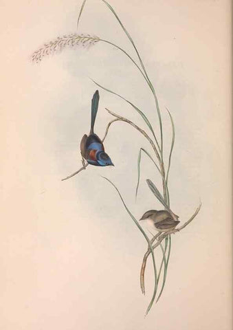 Reproducción/Reproduction 36951867055: The birds of Australia.. London,Printed by R. and J. E. Taylor; pub. by the author,[1840]-48.