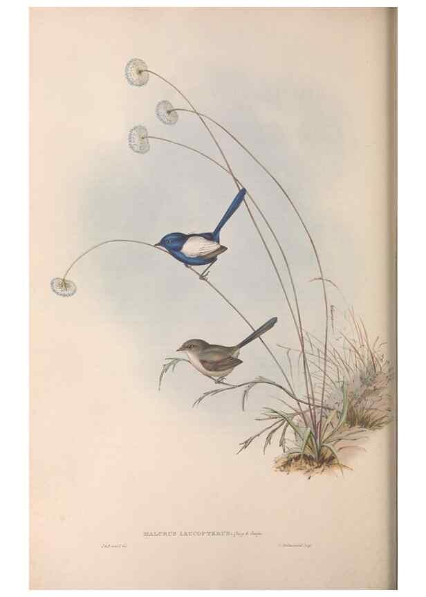 Reproducción/Reproduction 36951868885: The birds of Australia.. London,Printed by R. and J. E. Taylor; pub. by the author,[1840]-48.